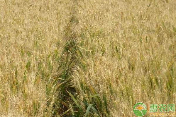 七夕小麦价格走势如何？8月17日各地小麦价格行情预测